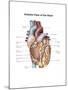 Anterior View of the Human Heart-null-Mounted Art Print