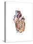 Anterior View of the Human Heart-null-Stretched Canvas