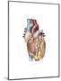 Anterior View of the Human Heart-null-Mounted Art Print