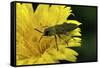 Anthaxia Hungarica (Jewel Beetle)-Paul Starosta-Framed Stretched Canvas