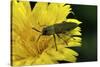 Anthaxia Hungarica (Jewel Beetle)-Paul Starosta-Stretched Canvas