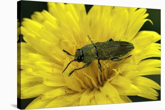 Anthaxia Hungarica (Jewel Beetle)-Paul Starosta-Stretched Canvas