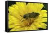 Anthaxia Hungarica (Jewel Beetle)-Paul Starosta-Framed Stretched Canvas