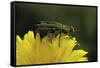 Anthaxia Hungarica (Jewel Beetle)-Paul Starosta-Framed Stretched Canvas