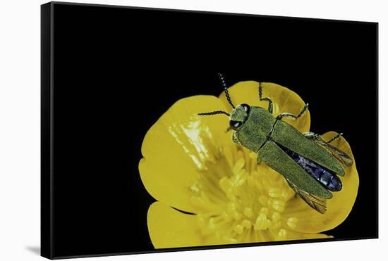 Anthaxia Hungarica (Jewel Beetle)-Paul Starosta-Framed Stretched Canvas