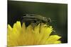 Anthaxia Hungarica (Jewel Beetle)-Paul Starosta-Mounted Photographic Print