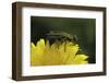 Anthaxia Hungarica (Jewel Beetle)-Paul Starosta-Framed Photographic Print