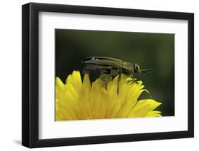 Anthaxia Hungarica (Jewel Beetle)-Paul Starosta-Framed Photographic Print