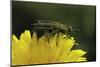 Anthaxia Hungarica (Jewel Beetle)-Paul Starosta-Mounted Photographic Print