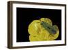 Anthaxia Hungarica (Jewel Beetle)-Paul Starosta-Framed Photographic Print