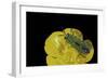 Anthaxia Hungarica (Jewel Beetle)-Paul Starosta-Framed Photographic Print