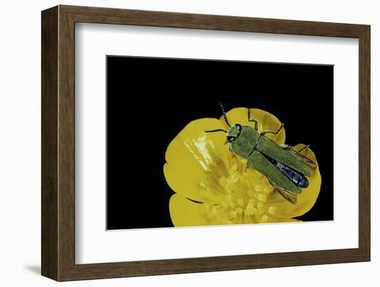 Anthaxia Hungarica (Jewel Beetle)-Paul Starosta-Framed Photographic Print