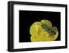 Anthaxia Hungarica (Jewel Beetle)-Paul Starosta-Framed Photographic Print