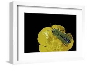 Anthaxia Hungarica (Jewel Beetle)-Paul Starosta-Framed Photographic Print