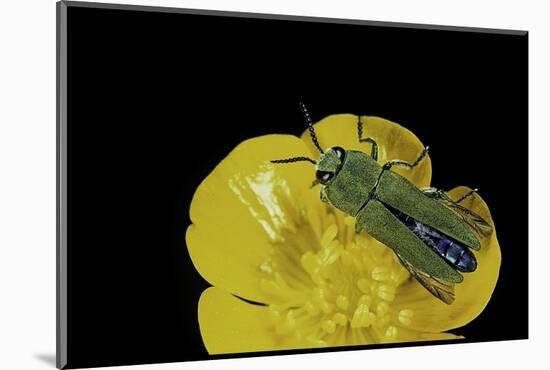 Anthaxia Hungarica (Jewel Beetle)-Paul Starosta-Mounted Photographic Print