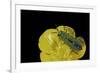 Anthaxia Hungarica (Jewel Beetle)-Paul Starosta-Framed Photographic Print