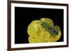 Anthaxia Hungarica (Jewel Beetle)-Paul Starosta-Framed Photographic Print