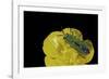 Anthaxia Hungarica (Jewel Beetle)-Paul Starosta-Framed Photographic Print