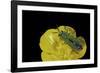 Anthaxia Hungarica (Jewel Beetle)-Paul Starosta-Framed Photographic Print