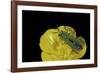 Anthaxia Hungarica (Jewel Beetle)-Paul Starosta-Framed Photographic Print