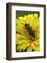 Anthaxia Hungarica (Jewel Beetle)-Paul Starosta-Framed Photographic Print