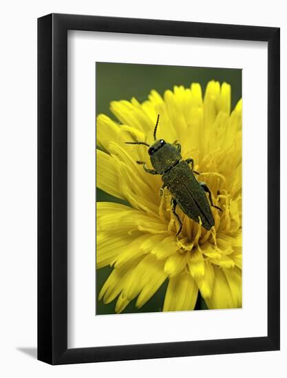 Anthaxia Hungarica (Jewel Beetle)-Paul Starosta-Framed Photographic Print