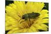 Anthaxia Hungarica (Jewel Beetle)-Paul Starosta-Mounted Photographic Print