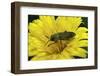 Anthaxia Hungarica (Jewel Beetle)-Paul Starosta-Framed Photographic Print