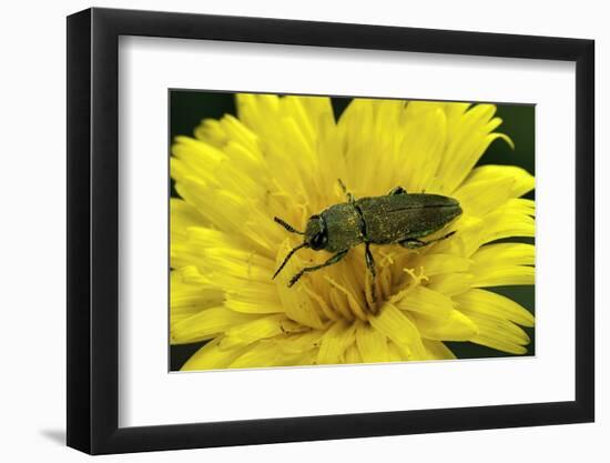 Anthaxia Hungarica (Jewel Beetle)-Paul Starosta-Framed Photographic Print