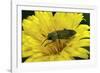 Anthaxia Hungarica (Jewel Beetle)-Paul Starosta-Framed Photographic Print