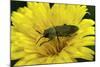 Anthaxia Hungarica (Jewel Beetle)-Paul Starosta-Mounted Photographic Print