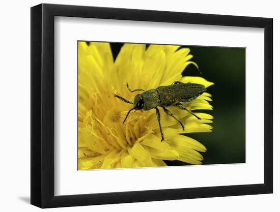 Anthaxia Hungarica (Jewel Beetle)-Paul Starosta-Framed Photographic Print