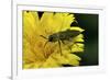 Anthaxia Hungarica (Jewel Beetle)-Paul Starosta-Framed Photographic Print