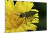Anthaxia Hungarica (Jewel Beetle)-Paul Starosta-Mounted Photographic Print