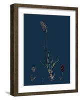 Anthemis Cotula; Stinking Mayweed-null-Framed Giclee Print