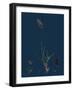 Anthemis Cotula; Stinking Mayweed-null-Framed Giclee Print