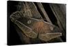 Antheraea Hartii (Temperate Tussah Moth)-Paul Starosta-Stretched Canvas