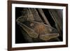 Antheraea Hartii (Temperate Tussah Moth)-Paul Starosta-Framed Photographic Print