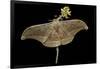 Antheraea Pernyi (Chinese Oak Silkmoth)-Paul Starosta-Framed Photographic Print