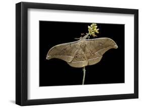 Antheraea Pernyi (Chinese Oak Silkmoth)-Paul Starosta-Framed Photographic Print