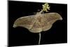Antheraea Pernyi (Chinese Oak Silkmoth)-Paul Starosta-Mounted Photographic Print