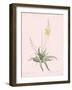 Anthericum Alooides - Rose-Pierre Joseph Redoute-Framed Giclee Print