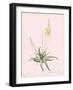 Anthericum Alooides - Rose-Pierre Joseph Redoute-Framed Giclee Print