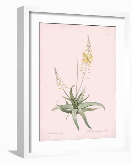 Anthericum Alooides - Rose-Pierre Joseph Redoute-Framed Giclee Print