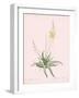 Anthericum Alooides - Rose-Pierre Joseph Redoute-Framed Giclee Print