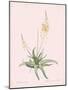 Anthericum Alooides - Rose-Pierre Joseph Redoute-Mounted Giclee Print