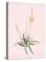 Anthericum Alooides - Rose-Pierre Joseph Redoute-Stretched Canvas