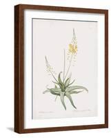 Anthericum Alooides-Pierre Joseph Redoute-Framed Giclee Print