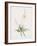 Anthericum Alooides-Pierre Joseph Redoute-Framed Giclee Print