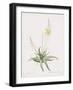 Anthericum Alooides-Pierre Joseph Redoute-Framed Giclee Print